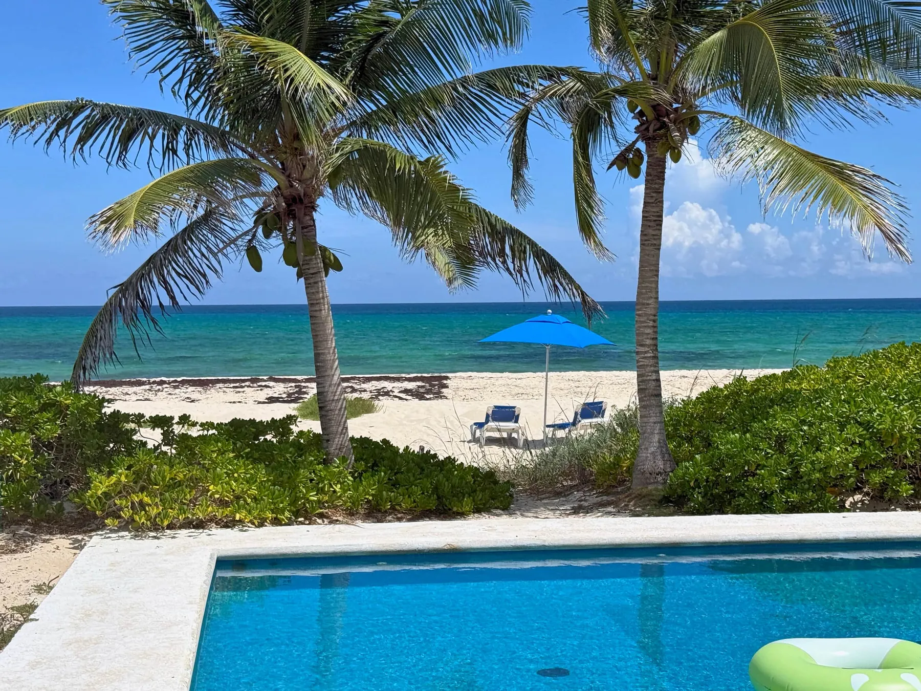 Palms between the pool and the sea